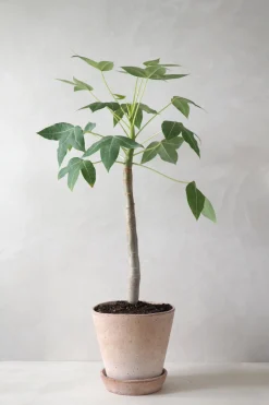 Jatropha Mahafalensis