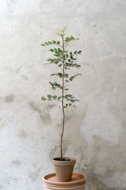 Johannesbrødtræ, medium