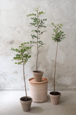 Johannesbrødtræ, medium