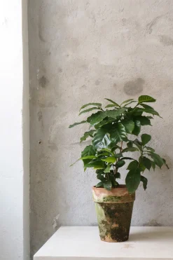 Kaffetræ - Coffee Arabica, stor