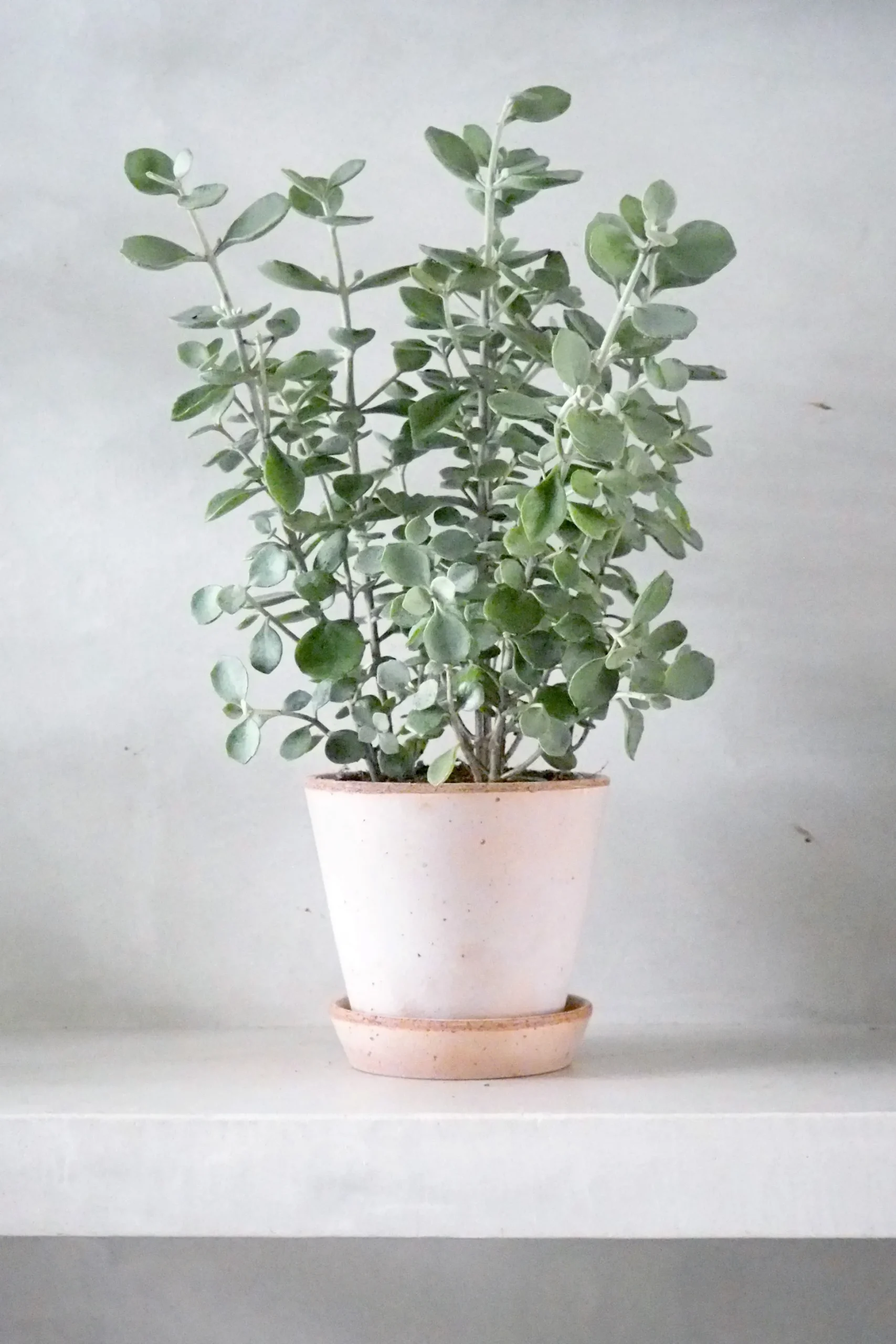 Kalancho Hildebrandtii