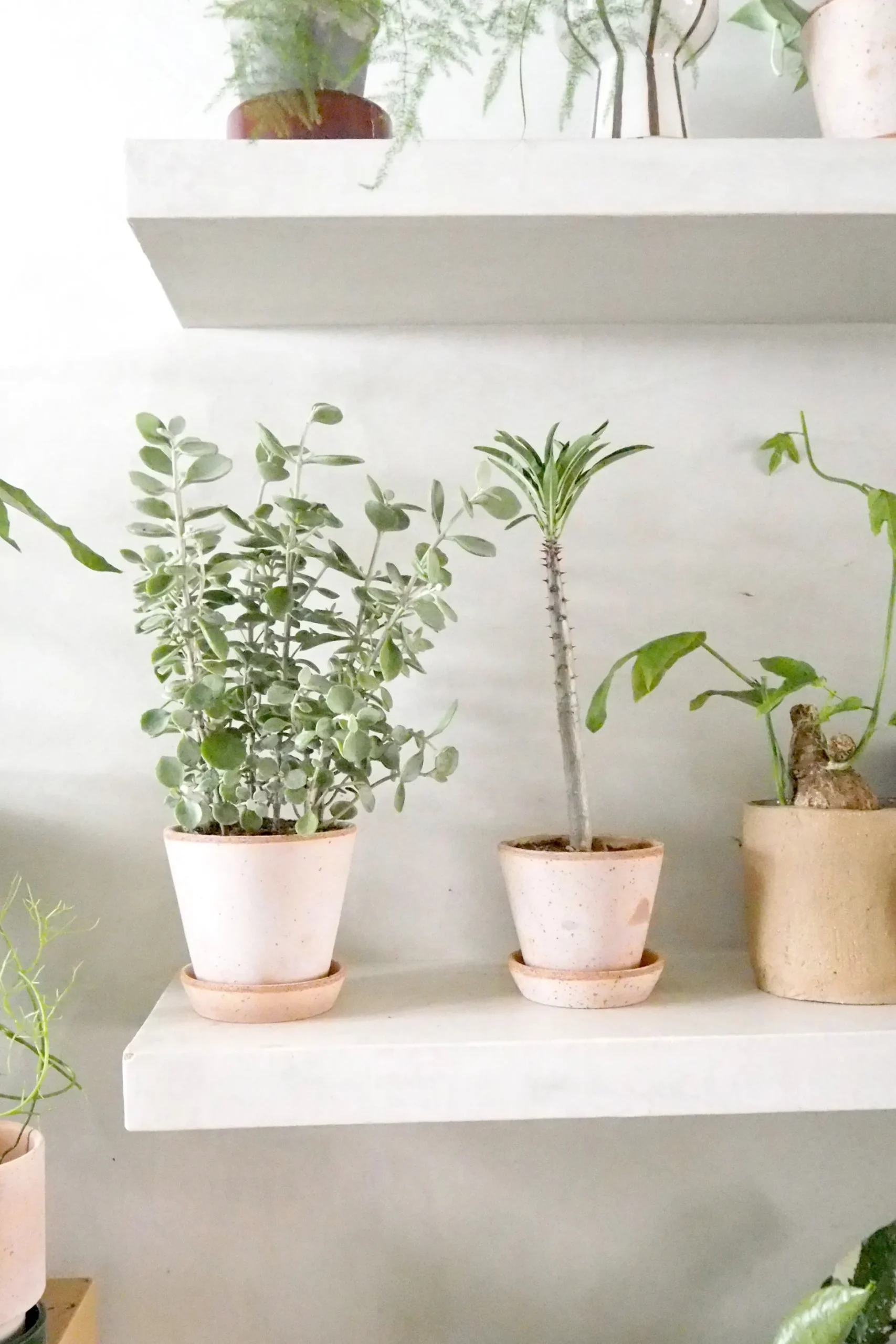 Kalancho Hildebrandtii