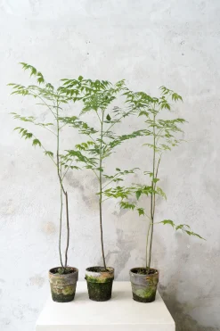 Kinesisk træ, medium