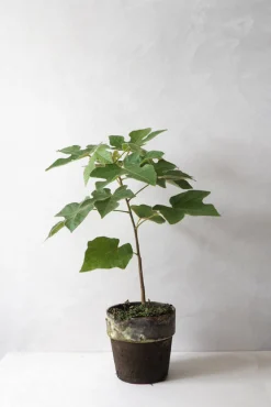 Kærlighedstræ (Fingerblad)