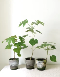 Kærlighedstræ (Fingerblad)