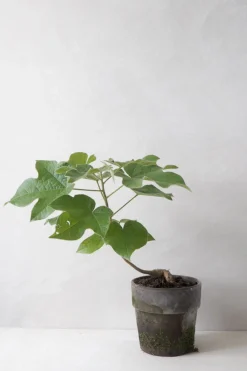 Kærlighedstræ (Fingerblad)