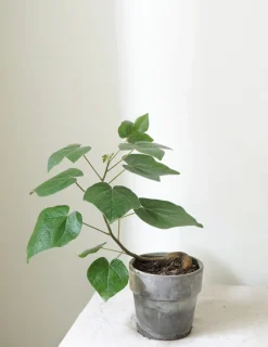 Kærlighedstræ (Fingerblad)