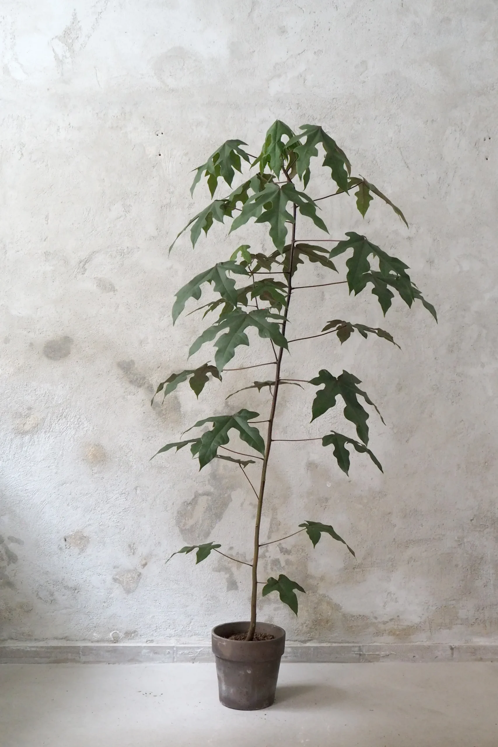 Kærlighedstræ (Fingerblad) medium