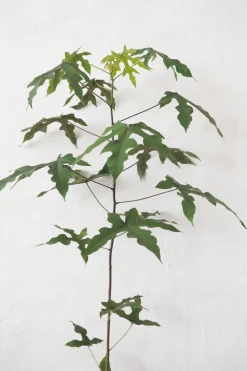 Kærlighedstræ (Fingerblad) medium