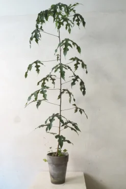 Kærlighedstræ (Fingerblad) medium