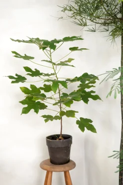 Kærlighedstræ (Fingerblad) medium