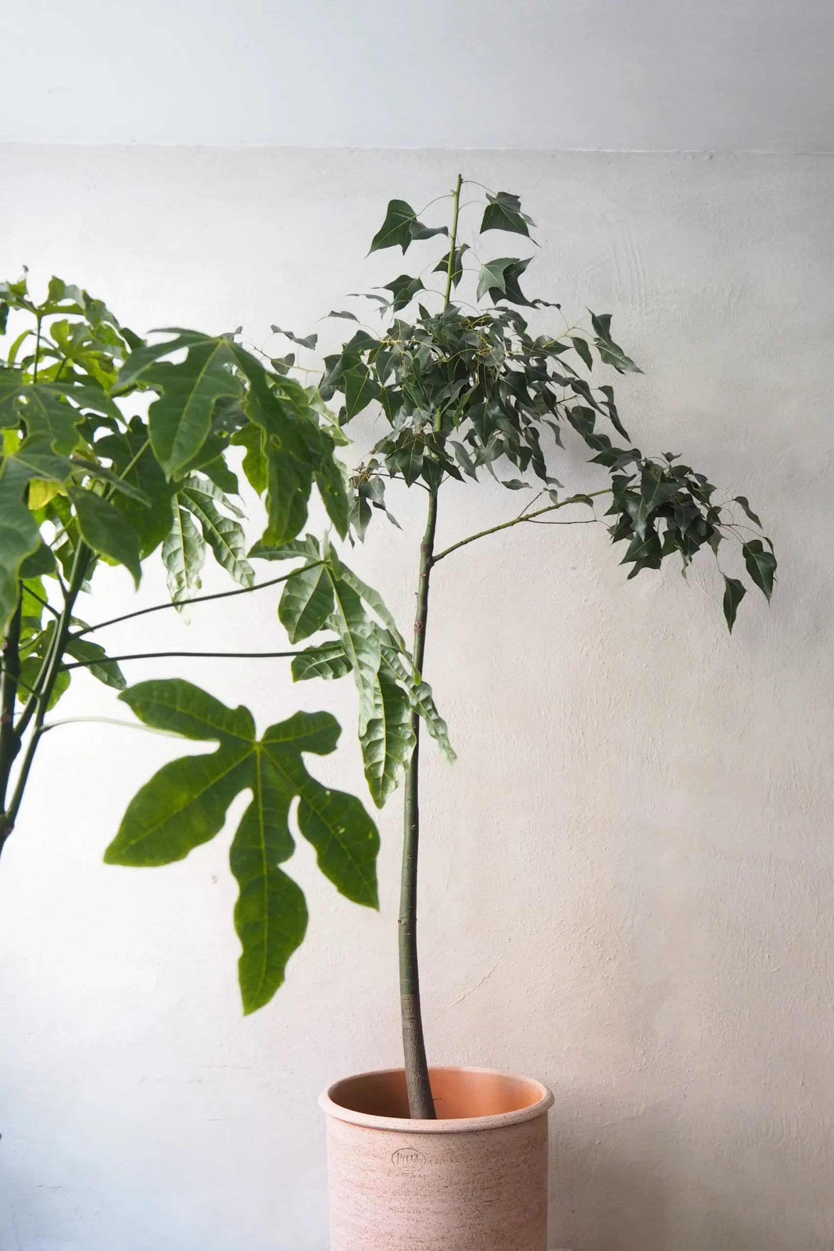 Kærlighedstræ (Fingerblad) stor