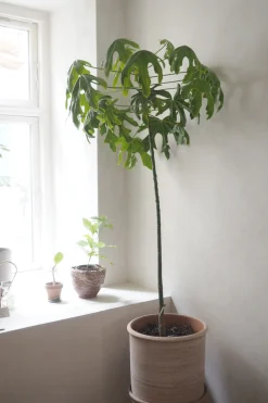 Kærlighedstræ (Fingerblad) stor