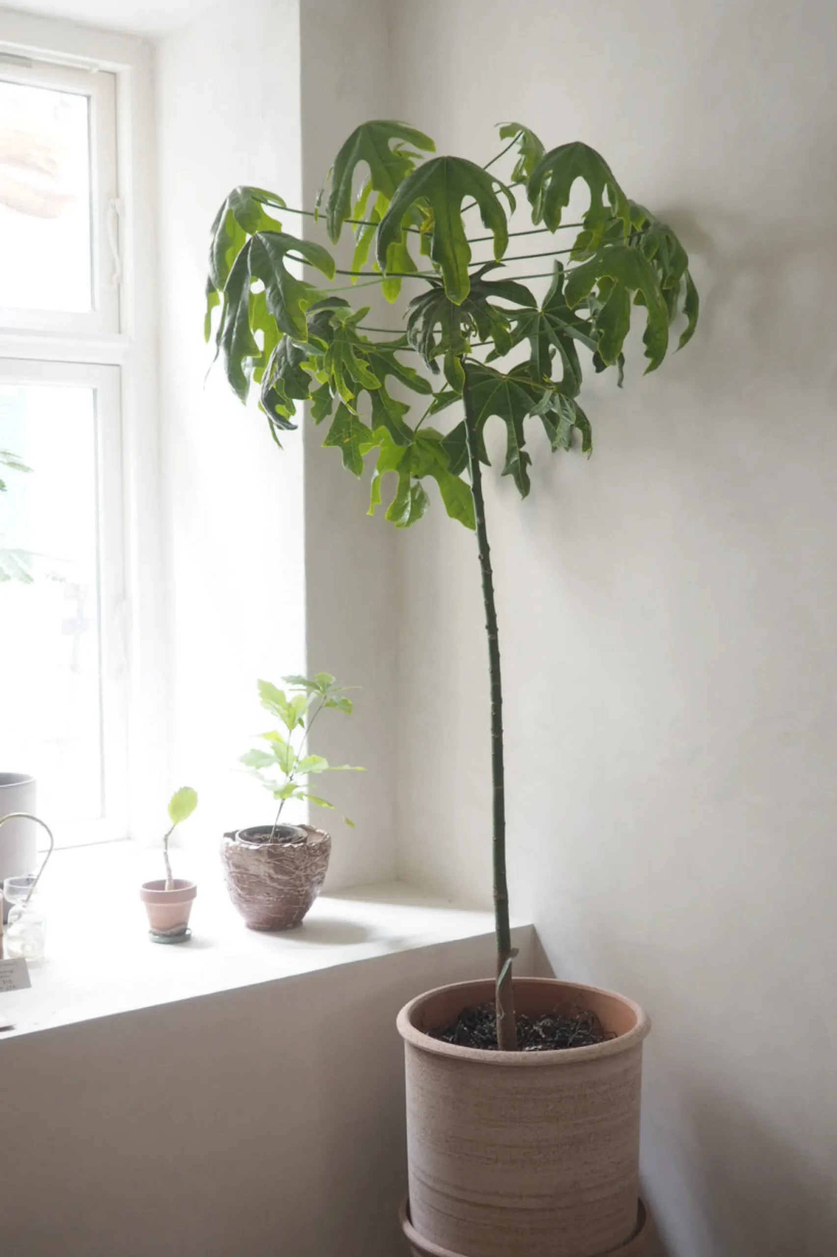 Kærlighedstræ (Fingerblad) stor