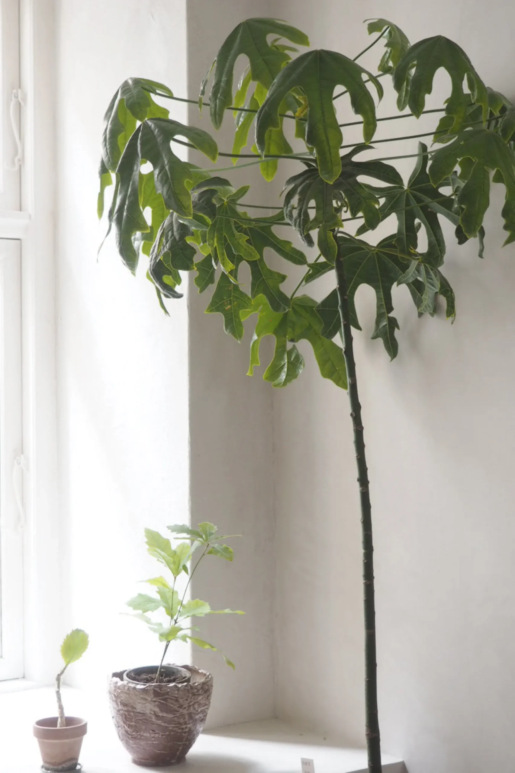 Kærlighedstræ (Fingerblad) stor