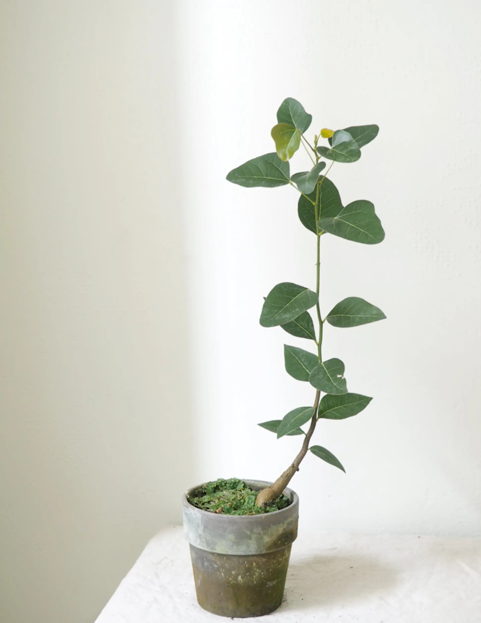 Kærlighedstræ (Hjerteblad)