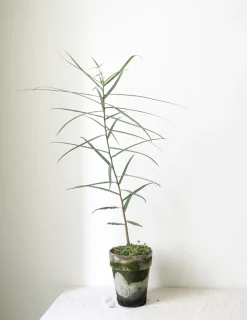 Kærlighedstræ (Stjerneblad)