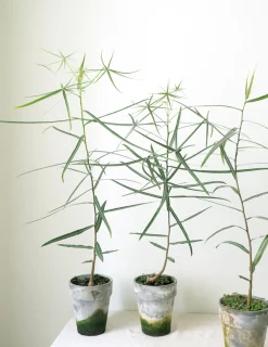 Kærlighedstræ (Stjerneblad)