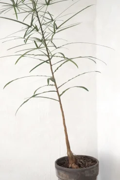 Kærlighedstræ (Stjerneblad) medium