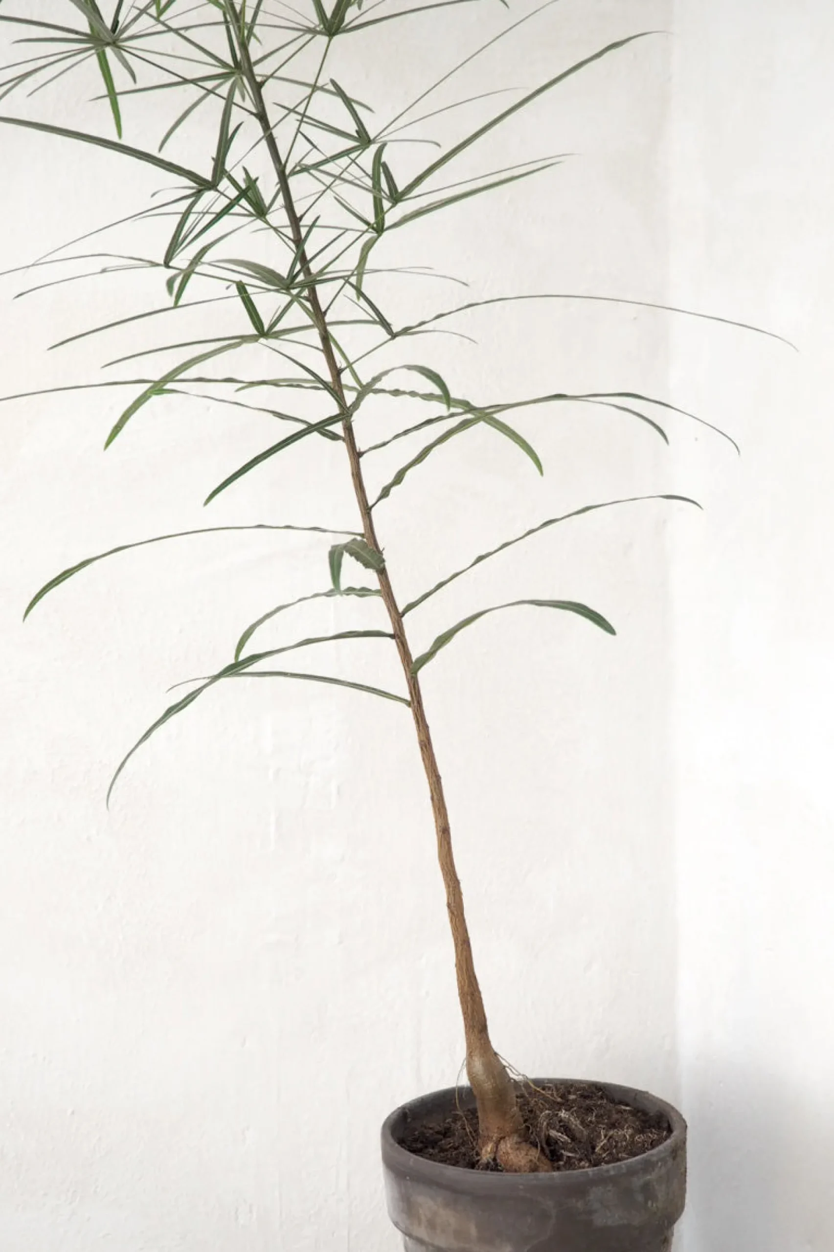 Kærlighedstræ (Stjerneblad) medium