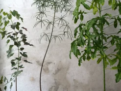 Kærlighedstræ (Stjerneblad) stor