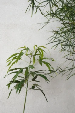 Kærlighedstræ (Trefod)