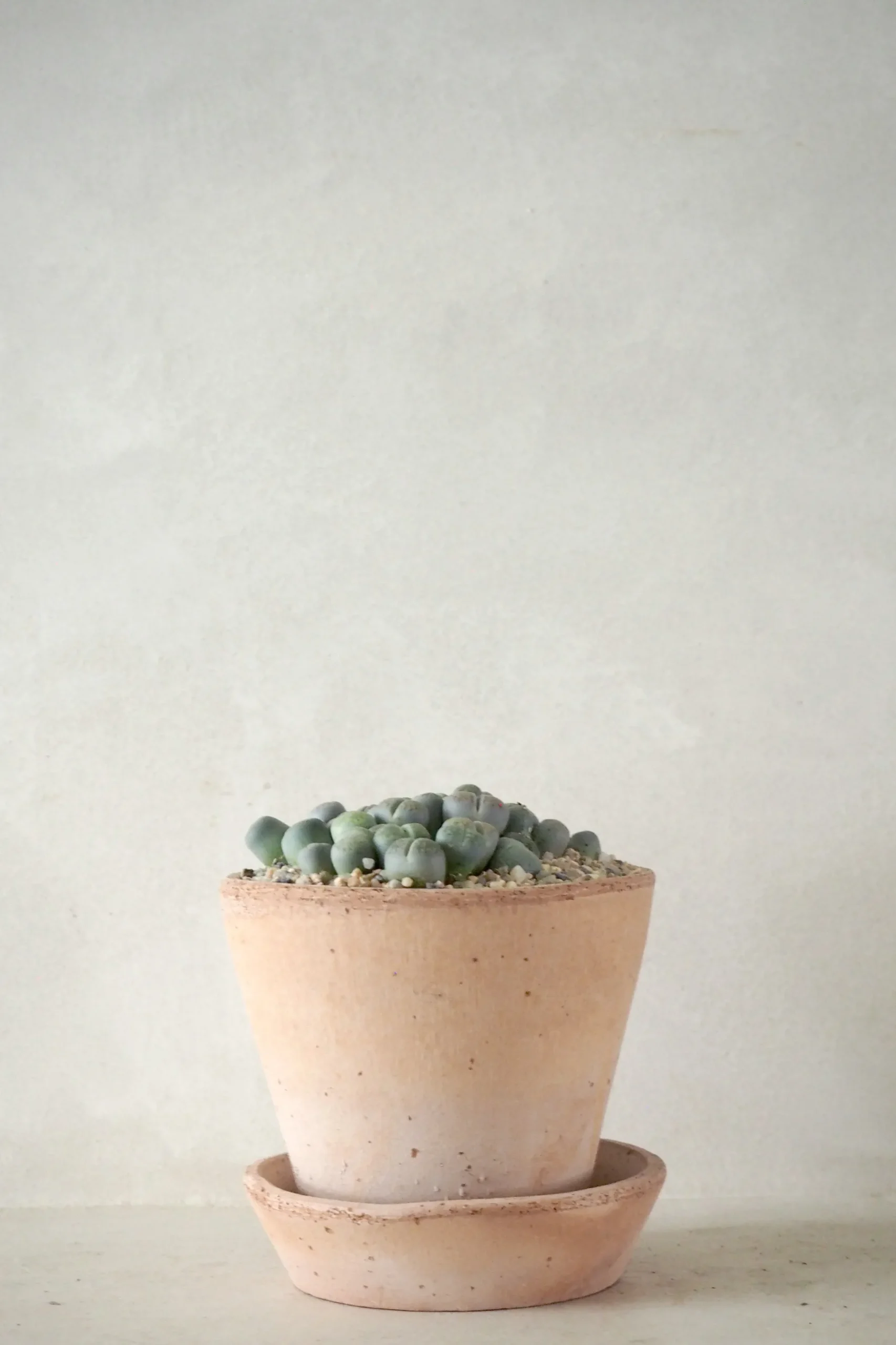 Levende Sten - lesliei