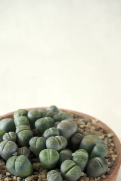 Levende Sten - lesliei