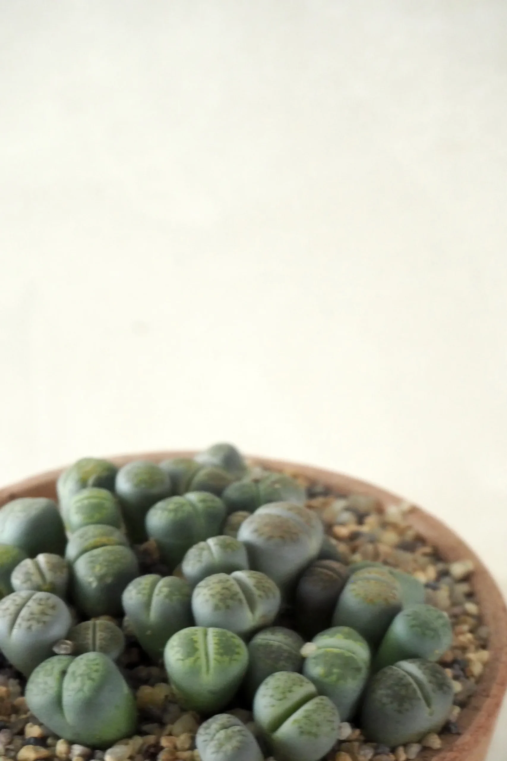 Levende Sten - lesliei