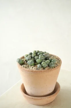 Levende Sten - lesliei