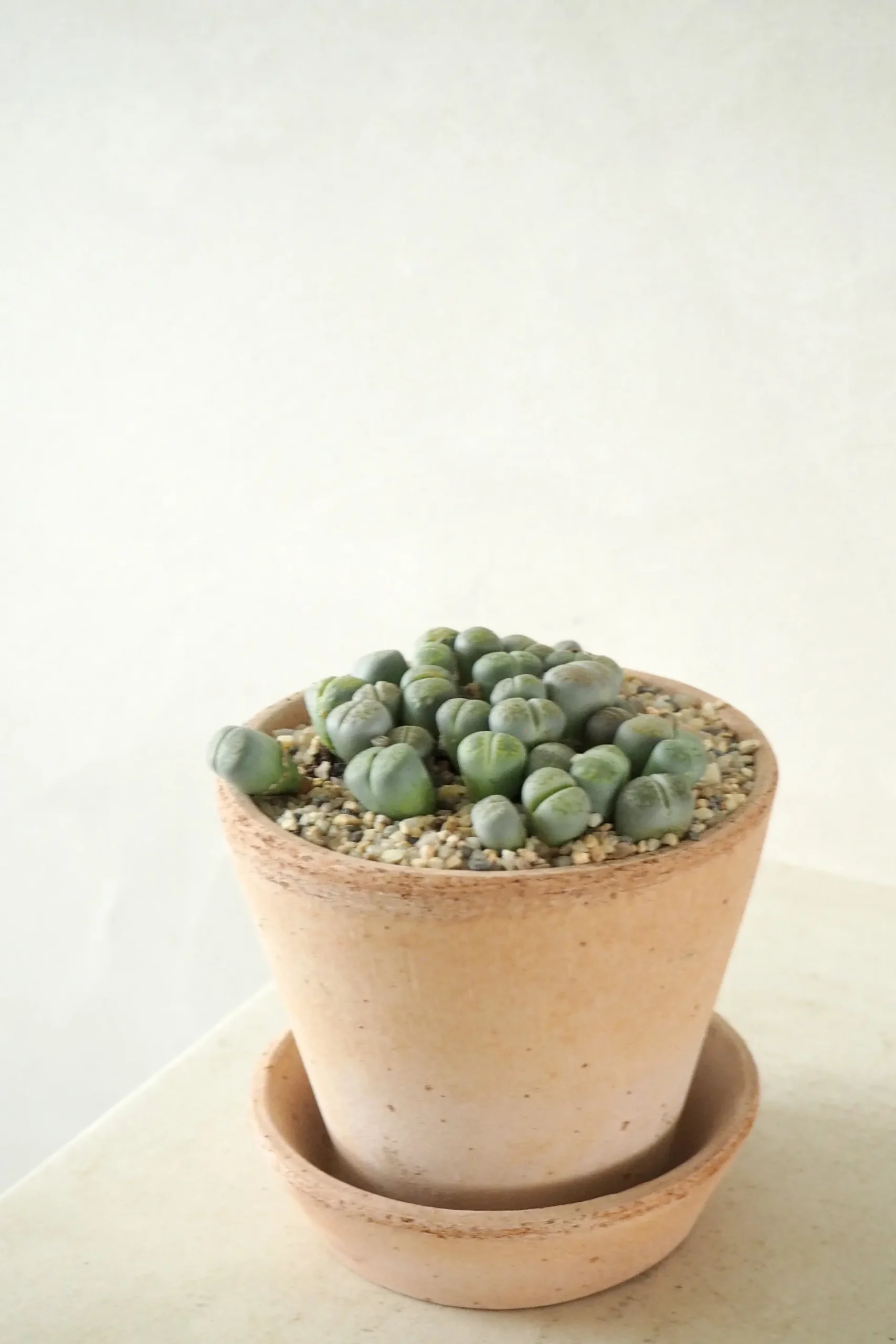 Levende Sten - lesliei