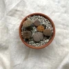 Levende sten - Lithops