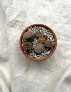 Levende sten - Lithops