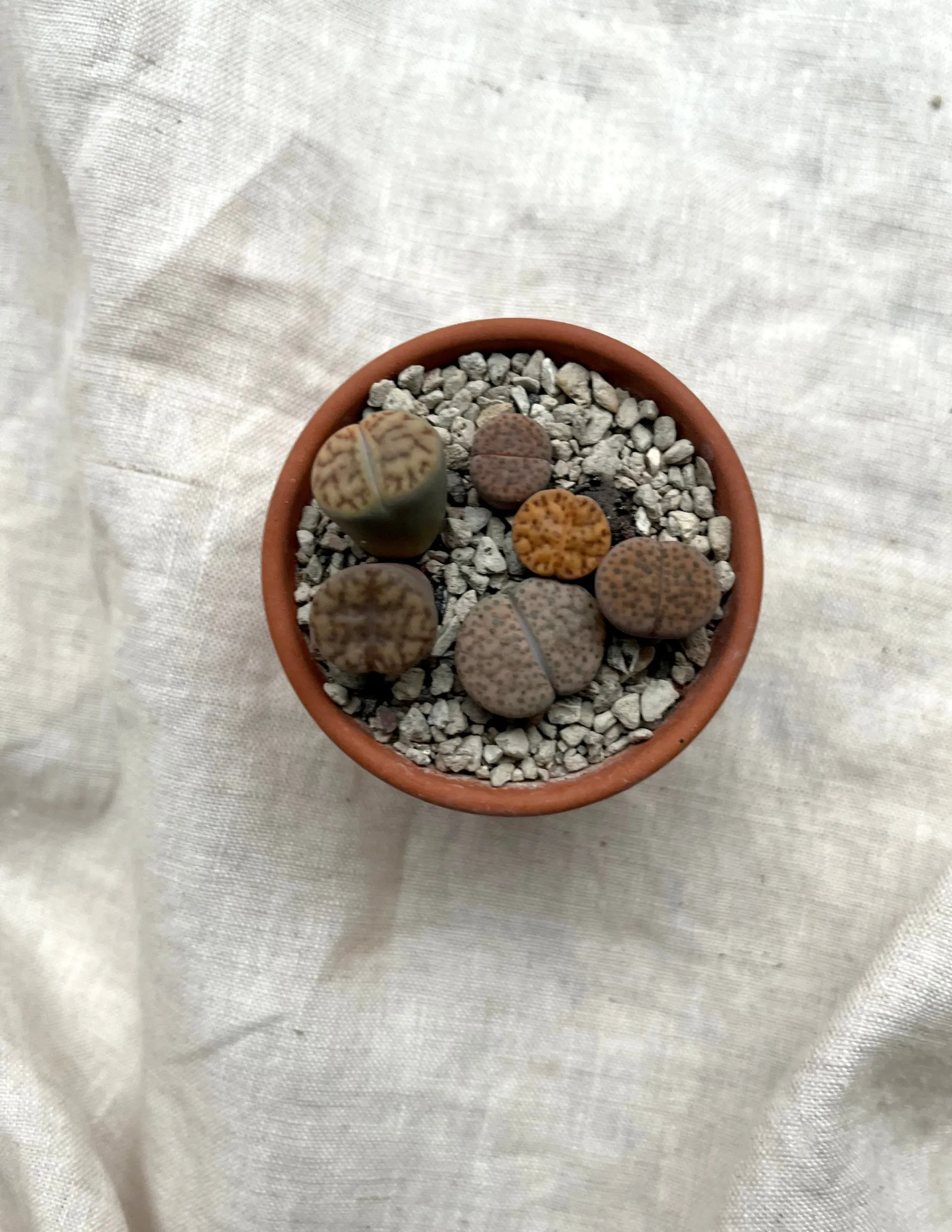 Levende sten - Lithops