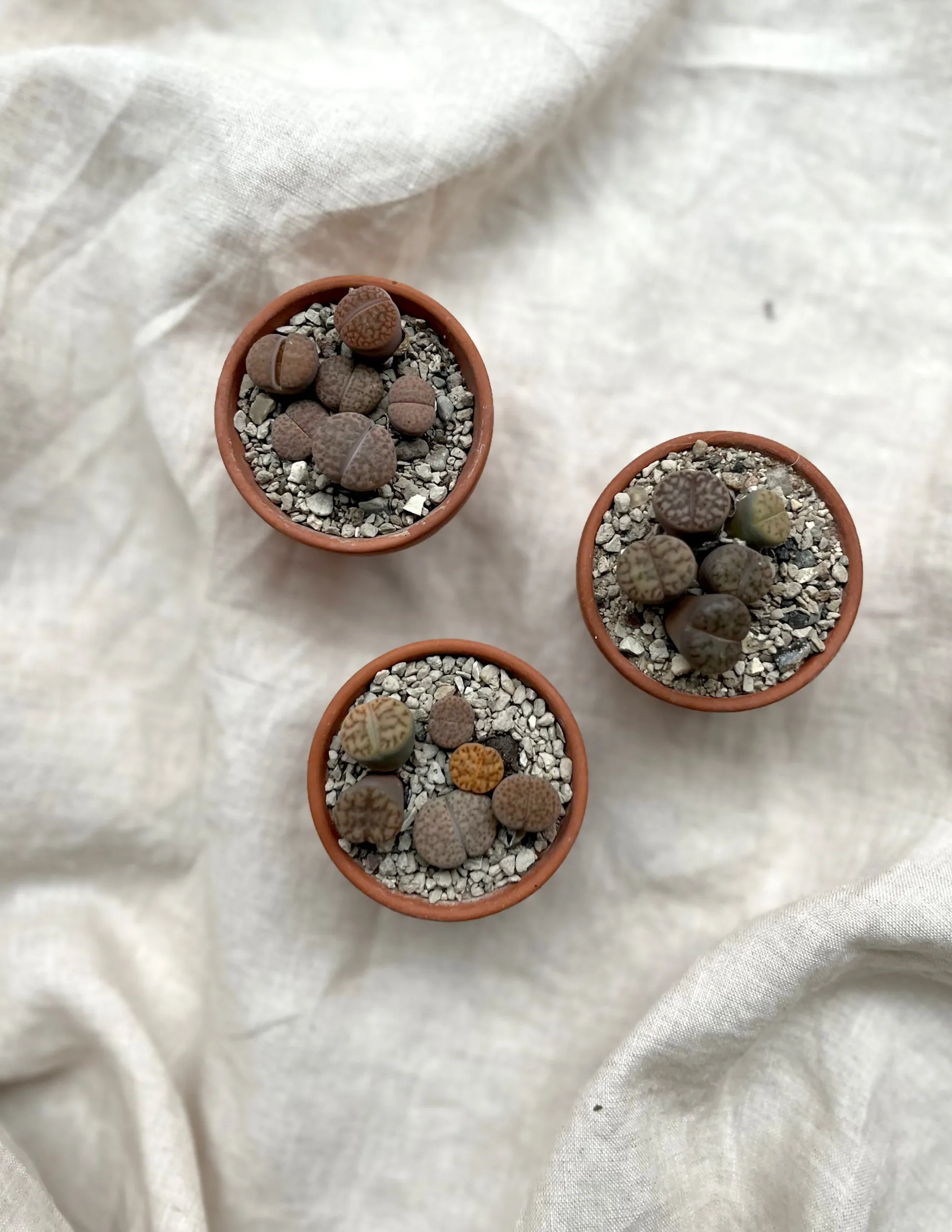 Levende sten - Lithops
