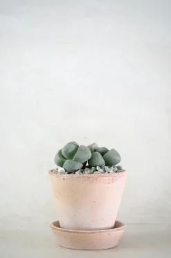 Levende Sten - Pleiospilos Nelii Green