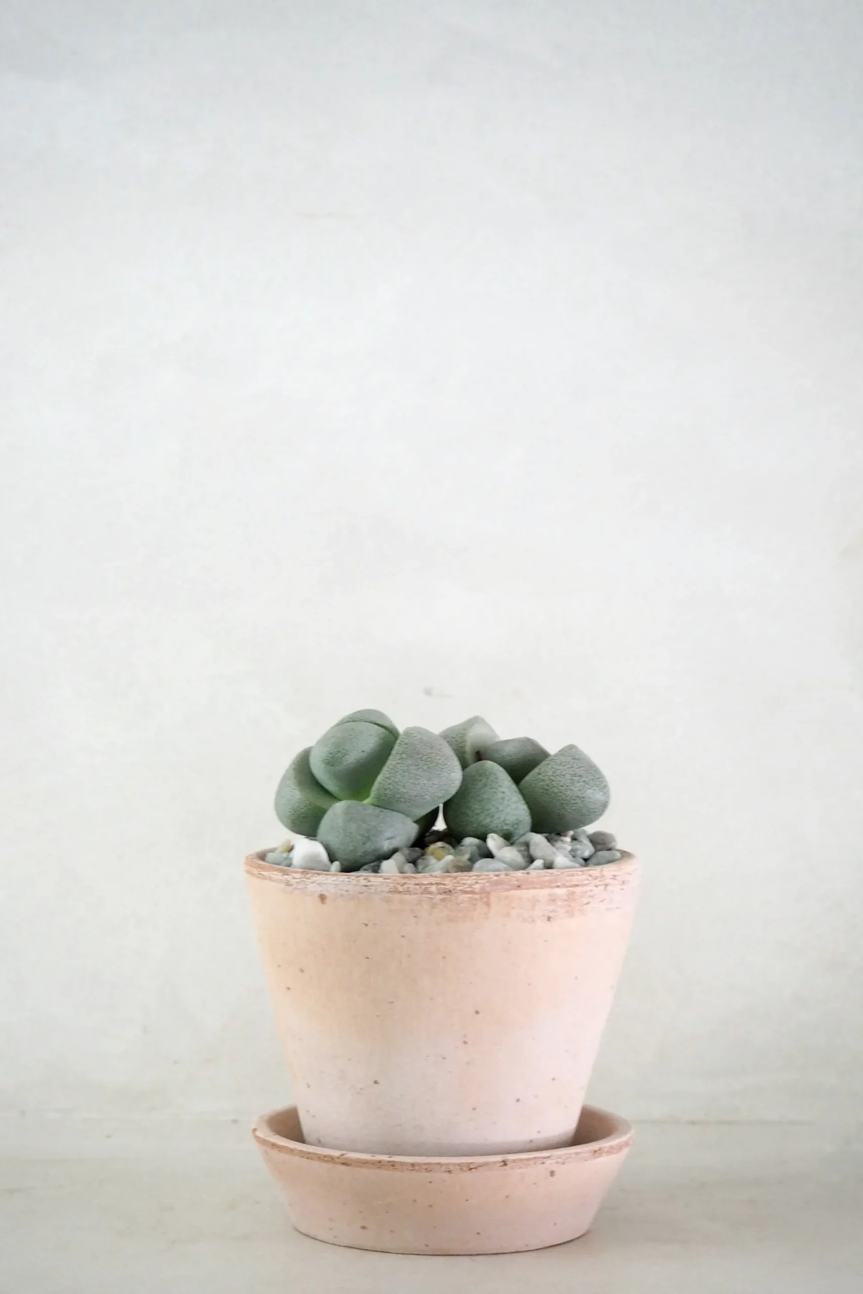 Levende Sten - Pleiospilos Nelii Green