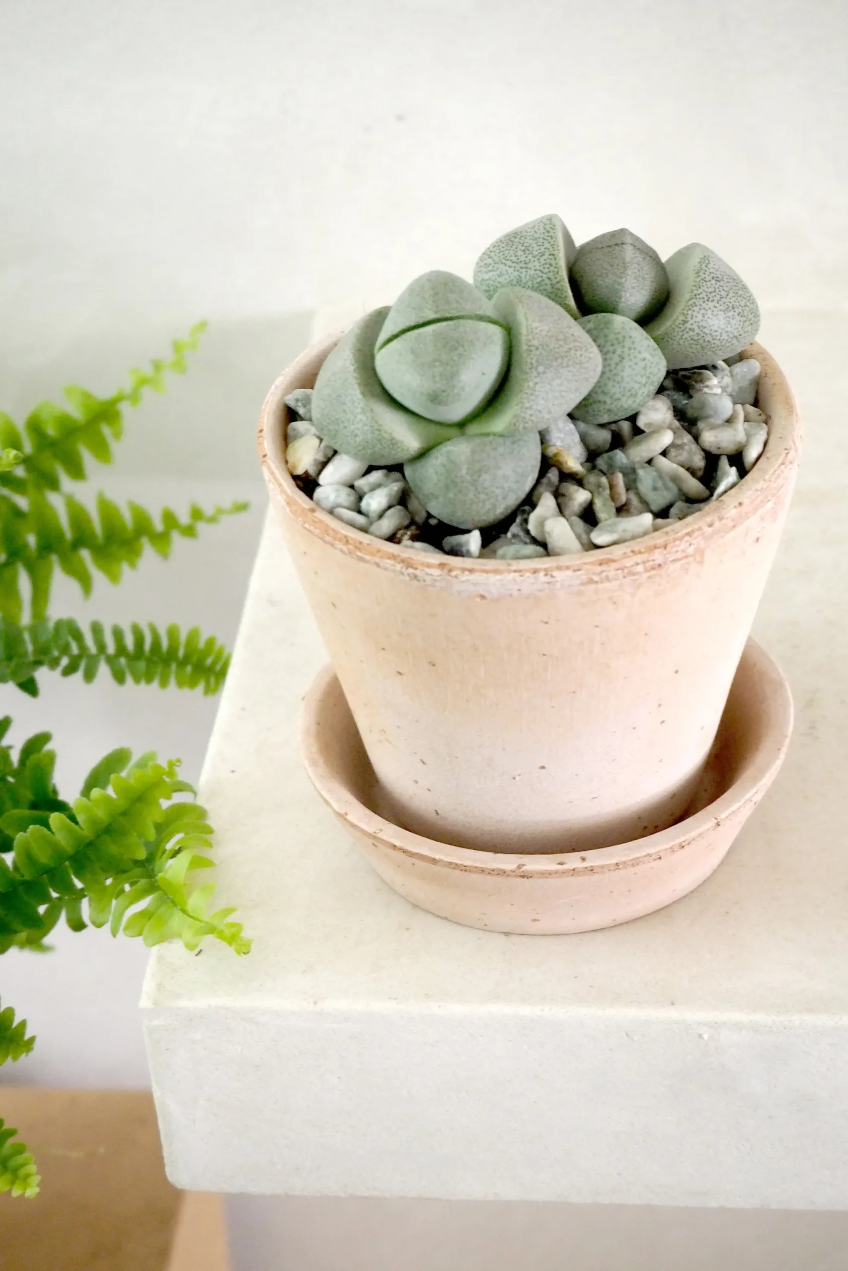 Levende Sten - Pleiospilos Nelii Green