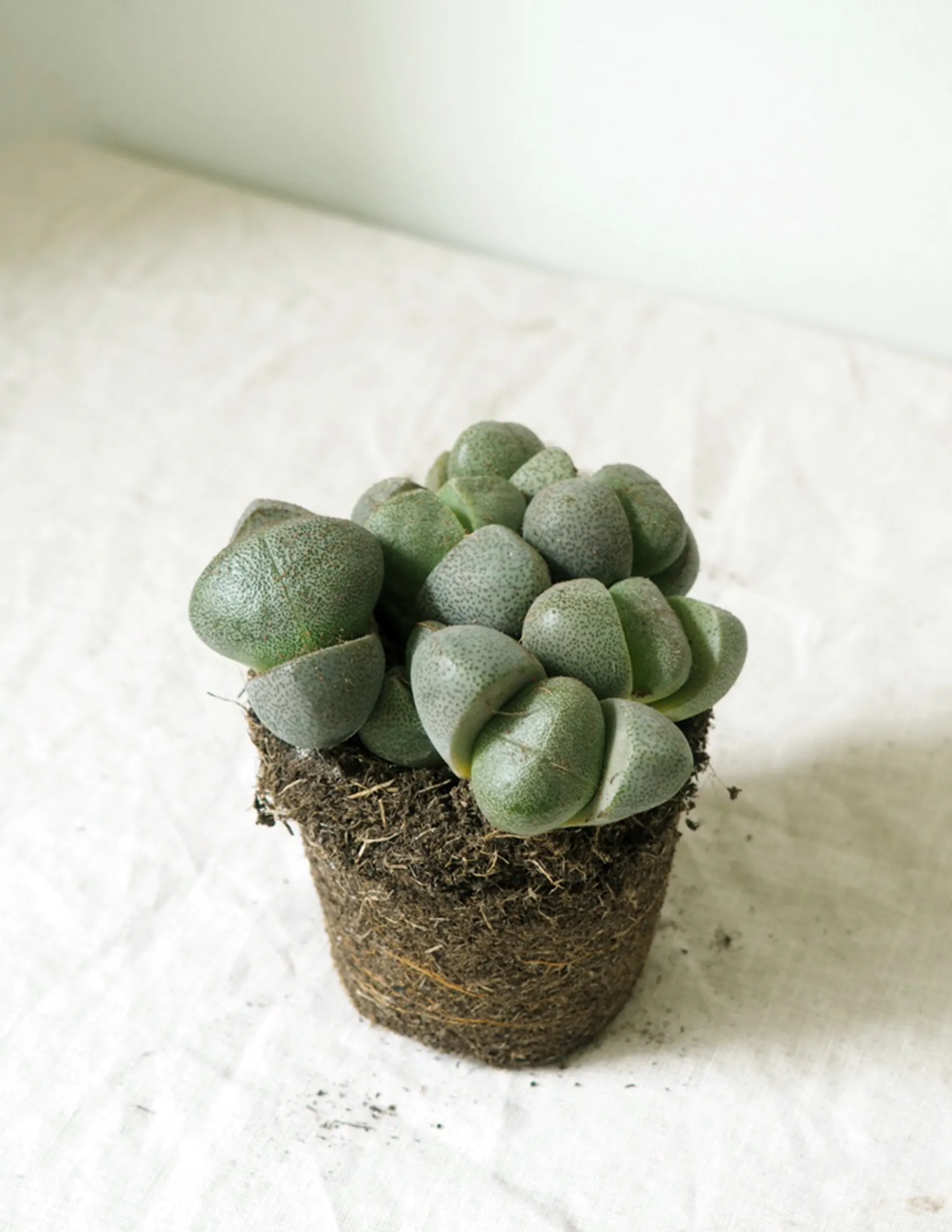 Levende Sten - Pleiospilos Nelii Green