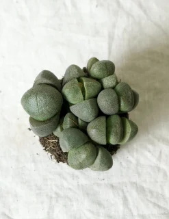 Levende Sten - Pleiospilos Nelii Green