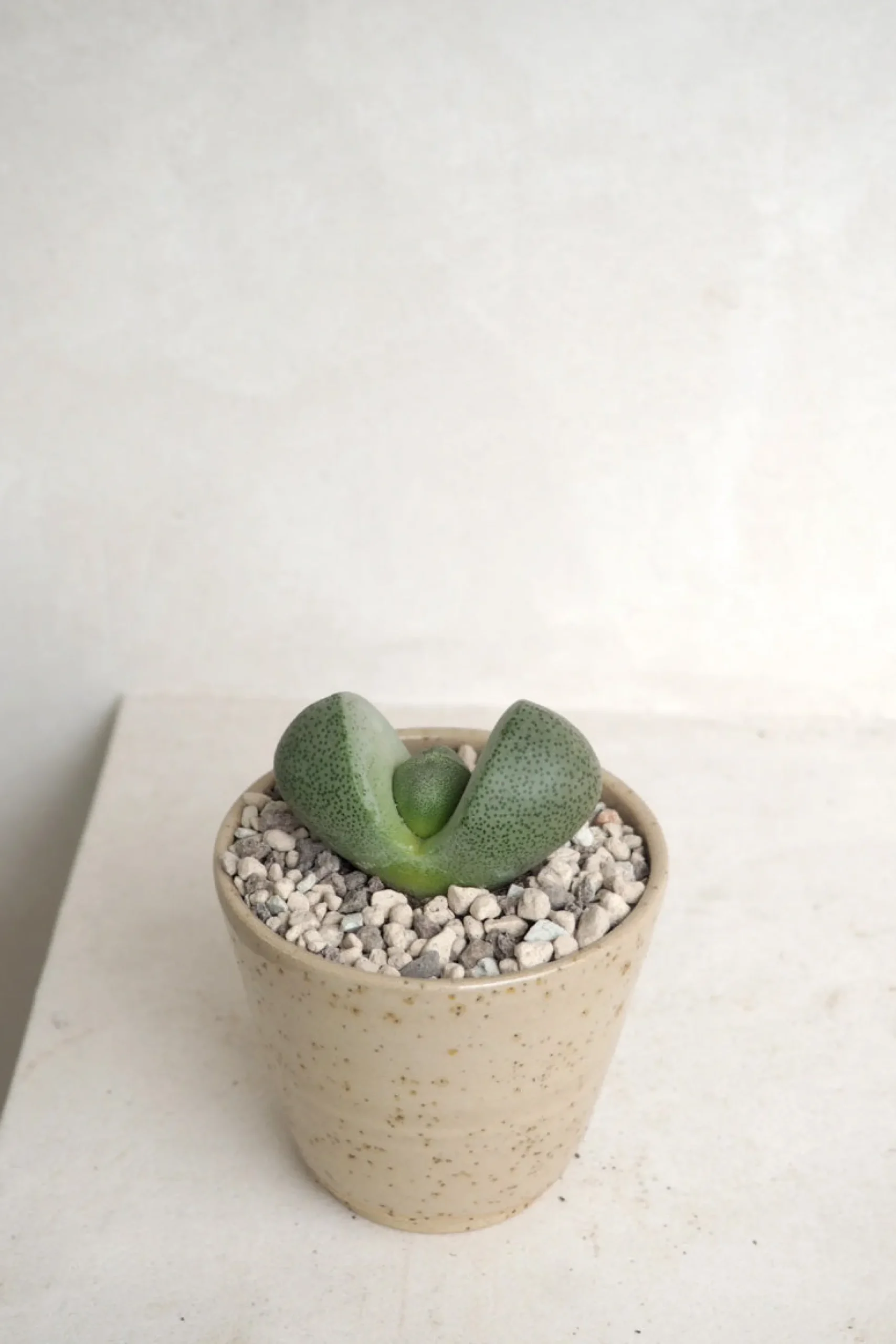 Levende Sten - Pleiospilos Green, mini