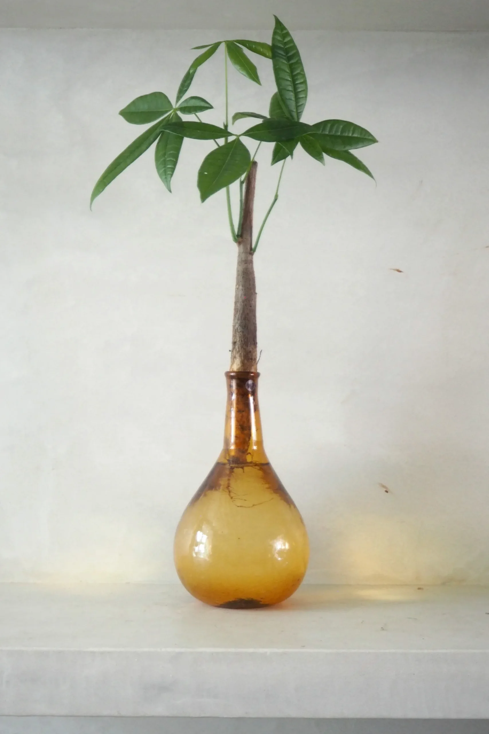 Lykkekastanje Japandi i glas