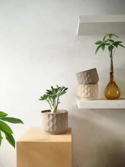 Lykkekastanje Japandi i glas