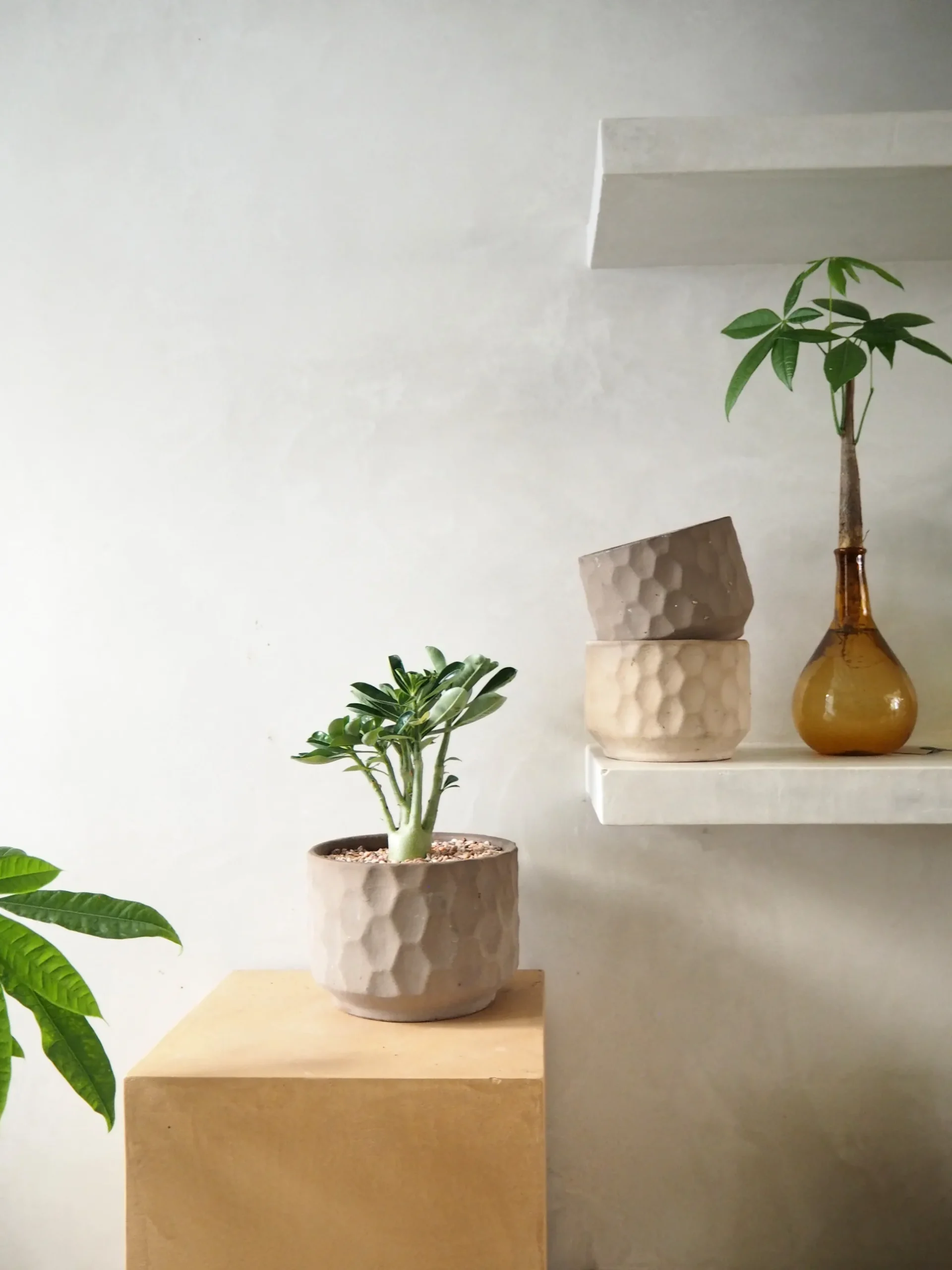 Lykkekastanje Japandi i glas