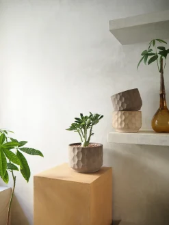 Lykkekastanje Japandi i glas