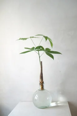 Lykkekastanje Japandi i glas, stor