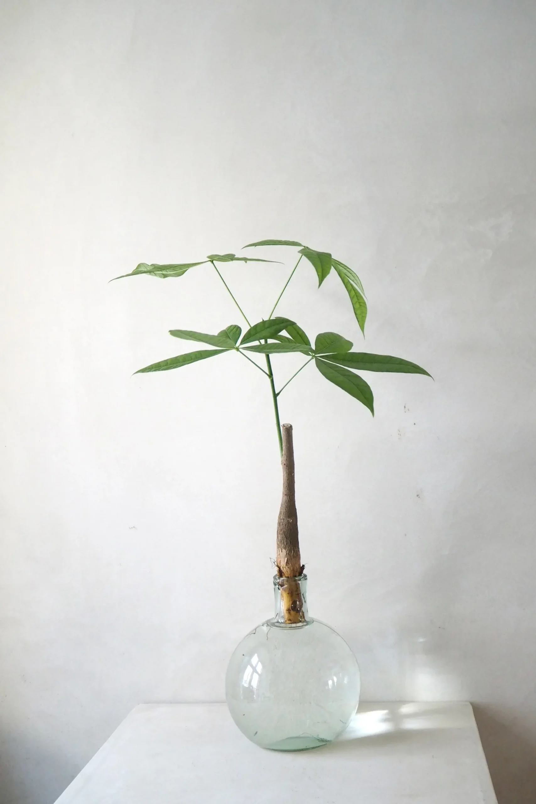 Lykkekastanje Japandi i glas, stor