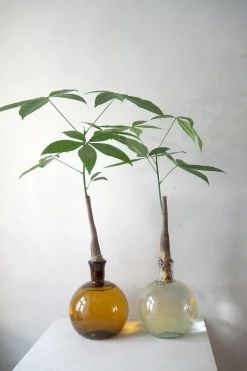 Lykkekastanje Japandi i glas, stor