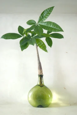 Lykkekastanje Japandi i glas, grøn