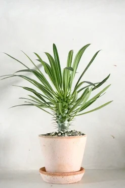 Madagaskar Palme